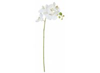 Phalaenopsis Orchid White Stem
